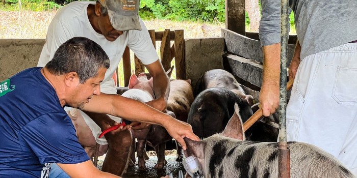Barra de Santo Antônio inicia campanha de vacinação contra a Peste Suína Clássica, protegendo a saúde dos animais e impulsionando a indústria suinícola