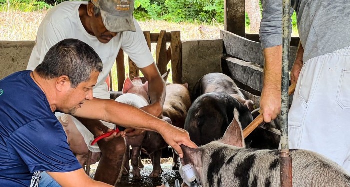 Barra de Santo Antônio inicia campanha de vacinação contra a Peste Suína Clássica, protegendo a saúde dos animais e impulsionando a indústria suinícola